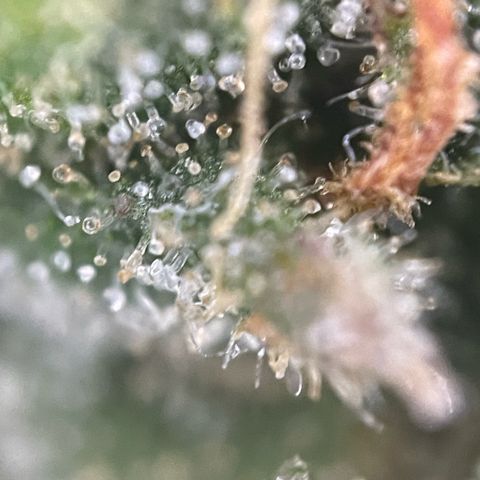 Big Bud by KilliczGe growlog timeline photo