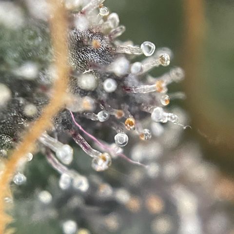 Big Bud by KilliczGe growlog timeline photo