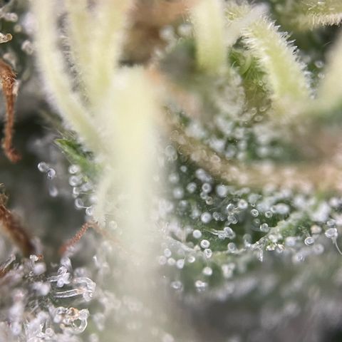 Big Bud by KilliczGe growlog timeline photo