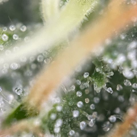 Big Bud by KilliczGe growlog timeline photo