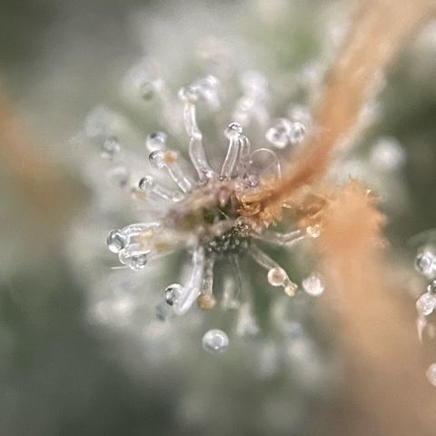 Big Bud by KilliczGe growlog timeline photo