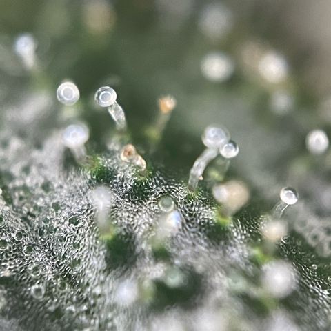 Big Bud by KilliczGe growlog timeline photo