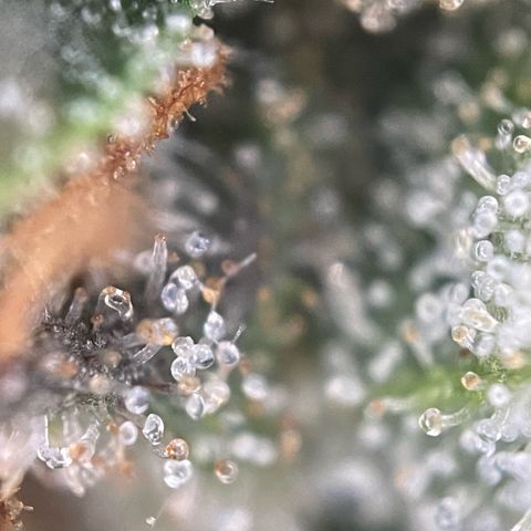 Big Bud by KilliczGe growlog timeline photo