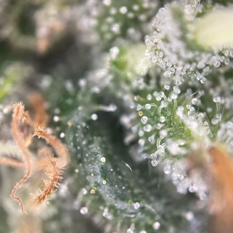 Big Bud by KilliczGe growlog timeline photo