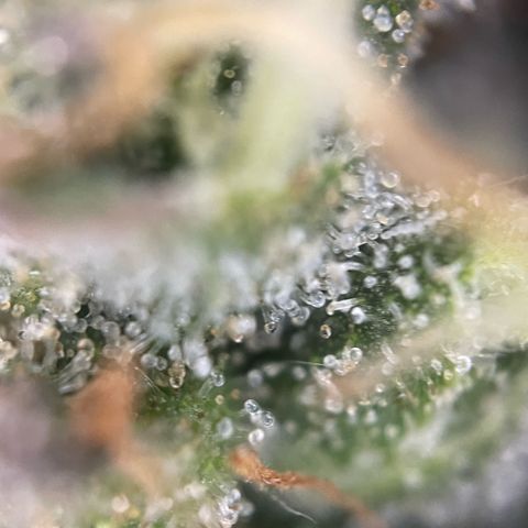 Big Bud by KilliczGe growlog timeline photo