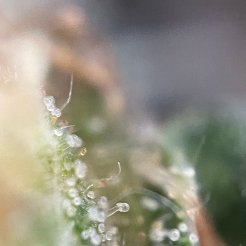 Big Bud by KilliczGe growlog timeline photo