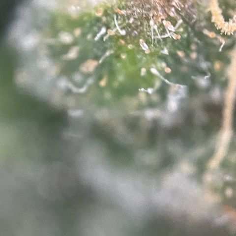Big Bud by KilliczGe growlog timeline photo