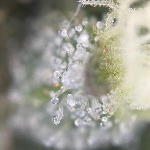Big Bud by KilliczGe growlog timeline photo