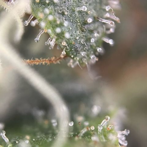Big Bud by KilliczGe growlog timeline photo