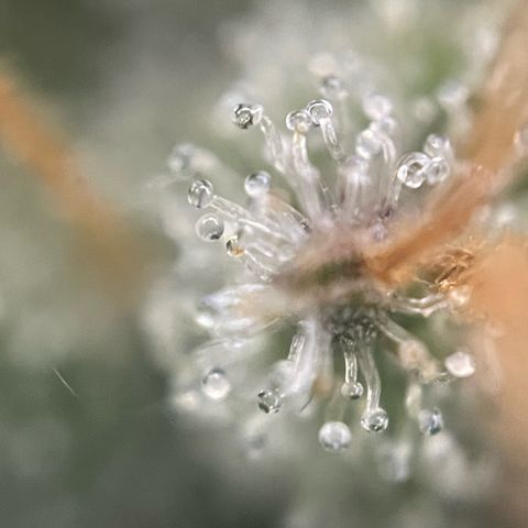 Big Bud by KilliczGe growlog timeline photo