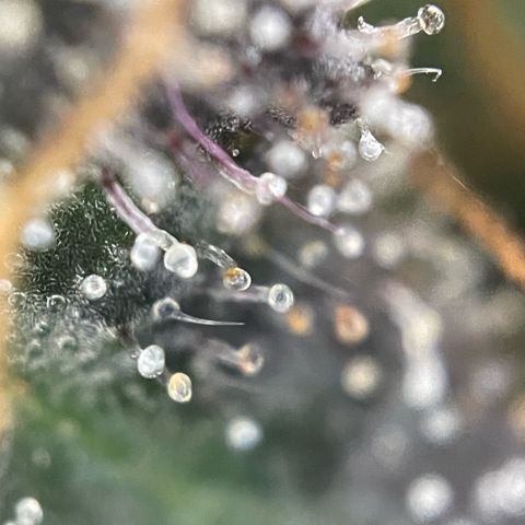 Big Bud by KilliczGe growlog timeline photo