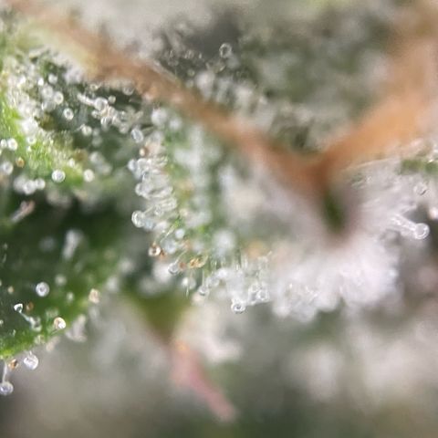 Big Bud by KilliczGe growlog timeline photo