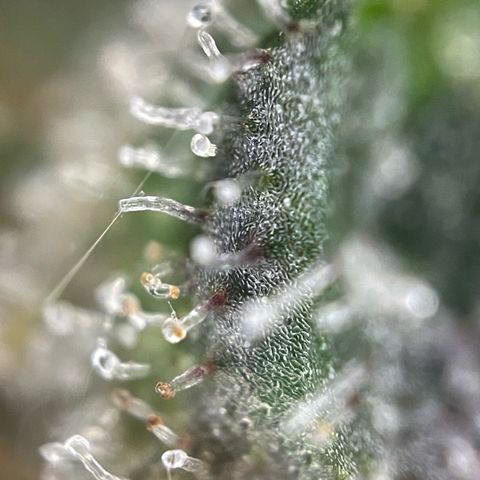 Big Bud by KilliczGe growlog timeline photo