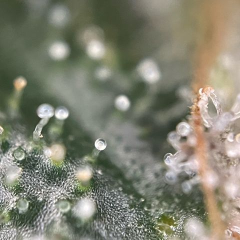 Big Bud by KilliczGe growlog timeline photo