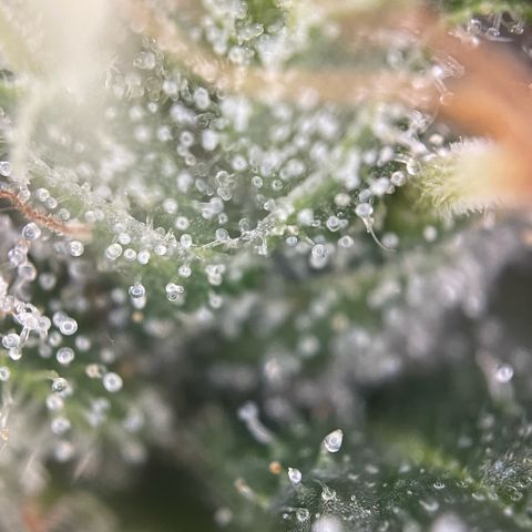 Big Bud by KilliczGe growlog timeline photo
