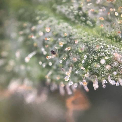 Big Bud by KilliczGe growlog timeline photo