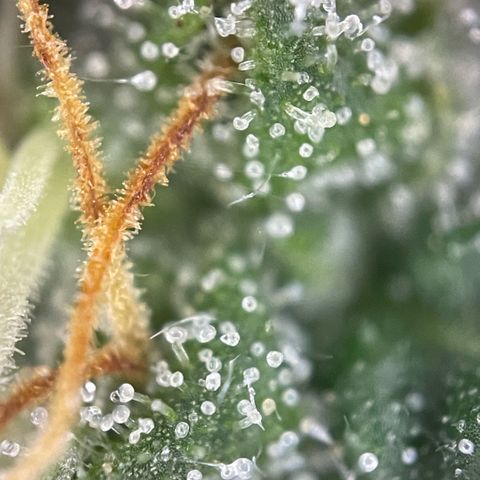 Big Bud by KilliczGe growlog timeline photo