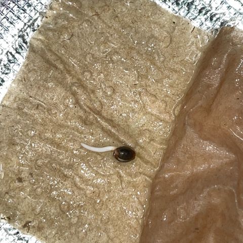 Critical Kush - GwJ Community Award Winning Celebration Grow Part 1 - The Winner - by KilliczGe growlog timeline photo