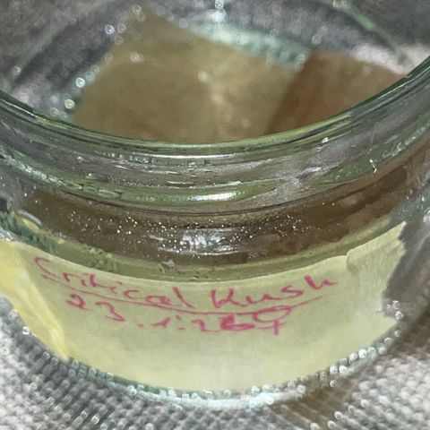 Critical Kush - GwJ Community Award Winning Celebration Grow Part 1 - The Winner - by KilliczGe growlog timeline photo