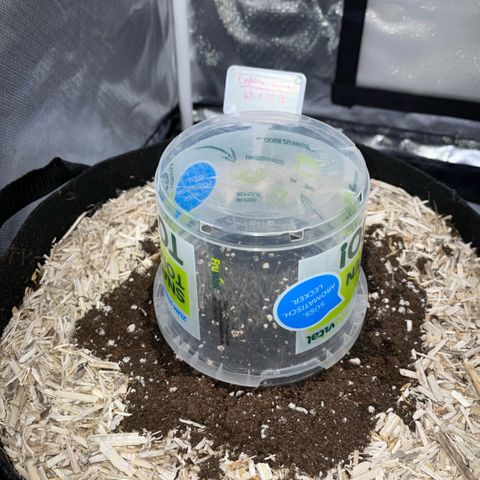 Critical Kush - GwJ Community Award Winning Celebration Grow Part 1 - The Winner - by KilliczGe growlog timeline photo