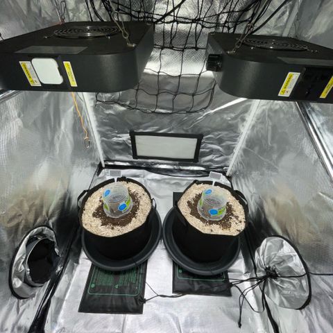 Special Kush 1 - GwJ Community Award Winning Celebration Grow Part 2 -The Price - by KilliczGe growlog timeline photo