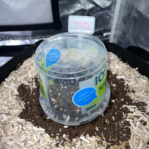 Special Kush 1 - GwJ Community Award Winning Celebration Grow Part 2 -The Price - by KilliczGe growlog timeline photo