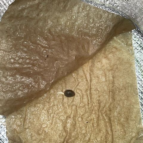 Special Kush 1 - GwJ Community Award Winning Celebration Grow Part 2 -The Price - by KilliczGe growlog timeline photo