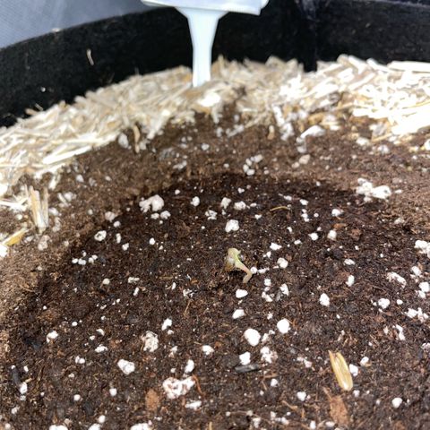 Critical Kush - GwJ Community Award Winning Celebration Grow Part 1 - The Winner - by KilliczGe growlog timeline photo