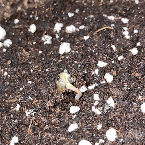 Critical Kush - GwJ Community Award Winning Celebration Grow Part 1 - The Winner - by KilliczGe growlog timeline photo