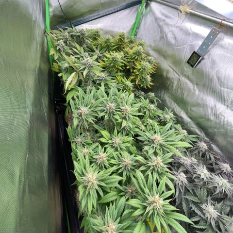 Dante’s Inferno - Mile High Dave by KilliczGe growlog timeline photo