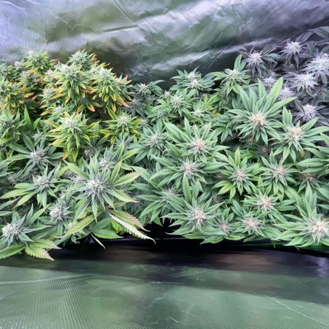 Dante’s Inferno - Mile High Dave by KilliczGe growlog timeline photo