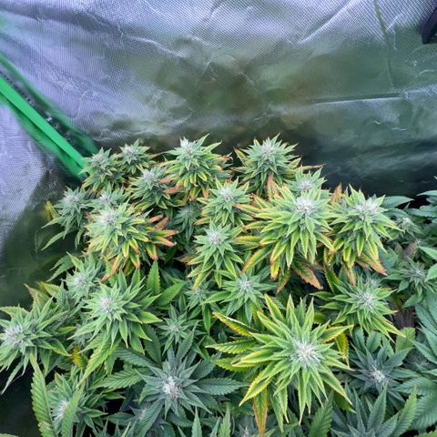 Tangerine Dream Clon #1 by KilliczGe growlog timeline photo