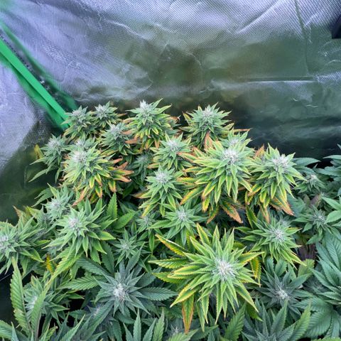 Tangerine Dream Clon #1 by KilliczGe growlog timeline photo