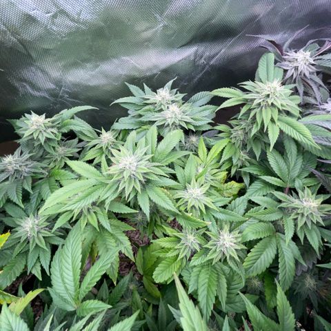 Big Bud 1 Klon 1 by KilliczGe growlog timeline photo