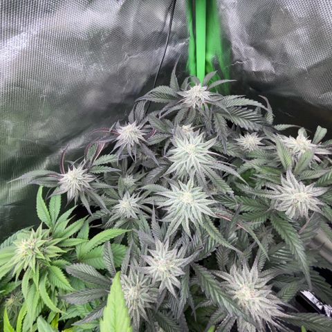 Dante’s Inferno - Mile High Dave by KilliczGe growlog timeline photo