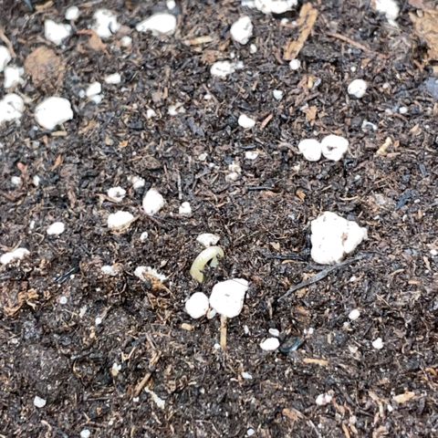 Special Kush 1 - GwJ Community Award Winning Celebration Grow Part 2 -The Price - by KilliczGe growlog timeline photo