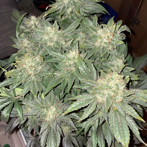 Big Bud by KilliczGe growlog timeline photo