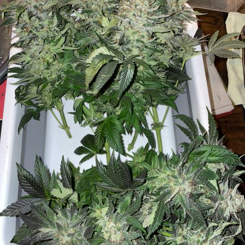 Big Bud by KilliczGe growlog timeline photo
