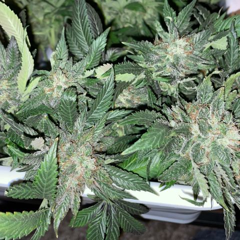 Big Bud by KilliczGe growlog timeline photo
