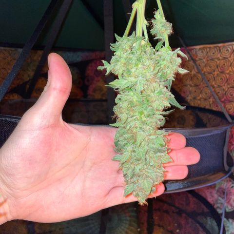 Big Bud by KilliczGe growlog timeline photo