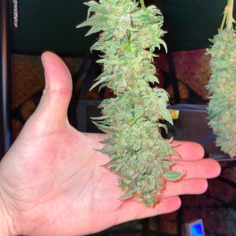 Big Bud by KilliczGe growlog timeline photo