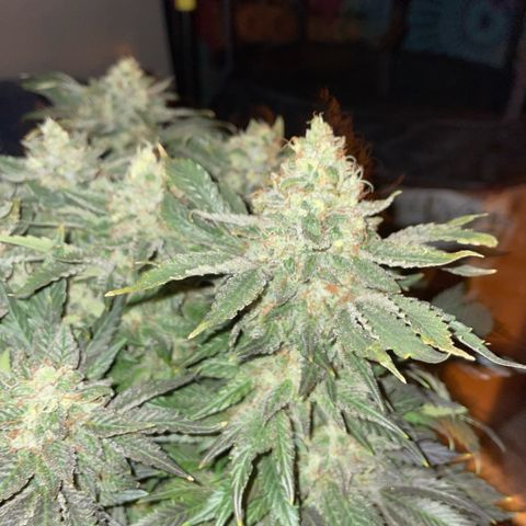 Big Bud by KilliczGe growlog timeline photo