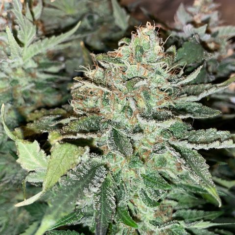 Big Bud by KilliczGe growlog timeline photo