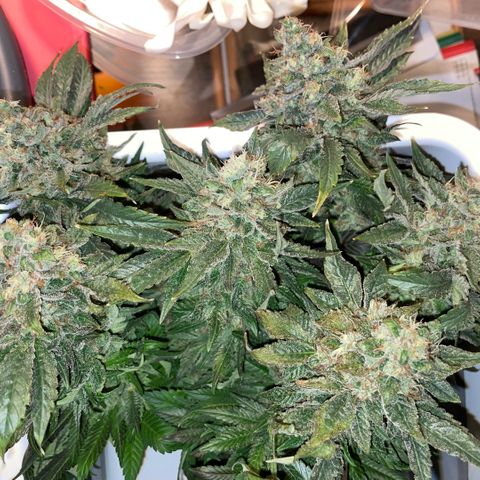 Big Bud by KilliczGe growlog timeline photo