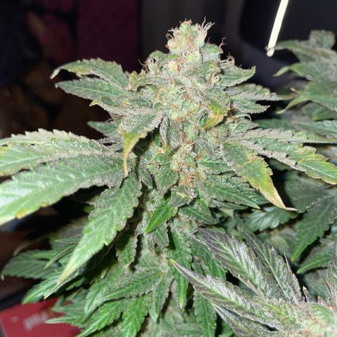 Big Bud by KilliczGe growlog timeline photo
