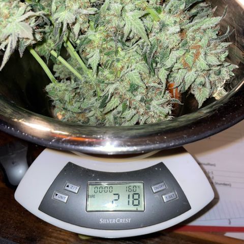 Big Bud by KilliczGe growlog timeline photo
