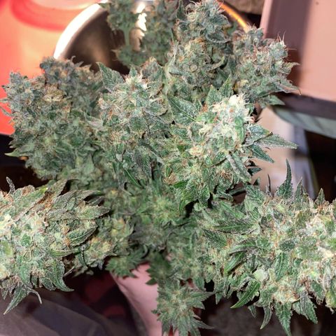 Big Bud by KilliczGe growlog timeline photo