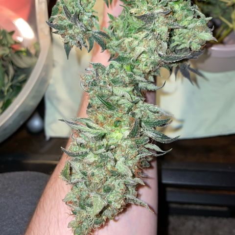 Big Bud by KilliczGe growlog timeline photo