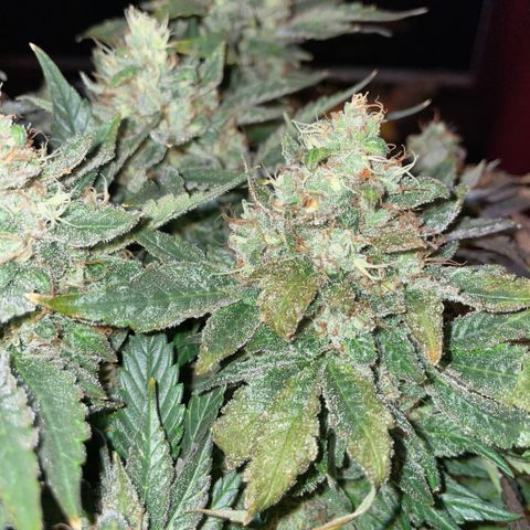 Big Bud by KilliczGe growlog timeline photo