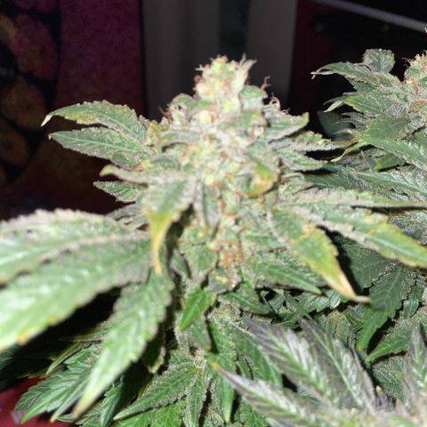 Big Bud by KilliczGe growlog timeline photo